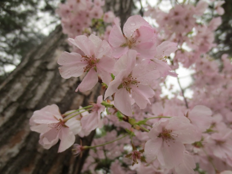 朔日参り　行ってきました