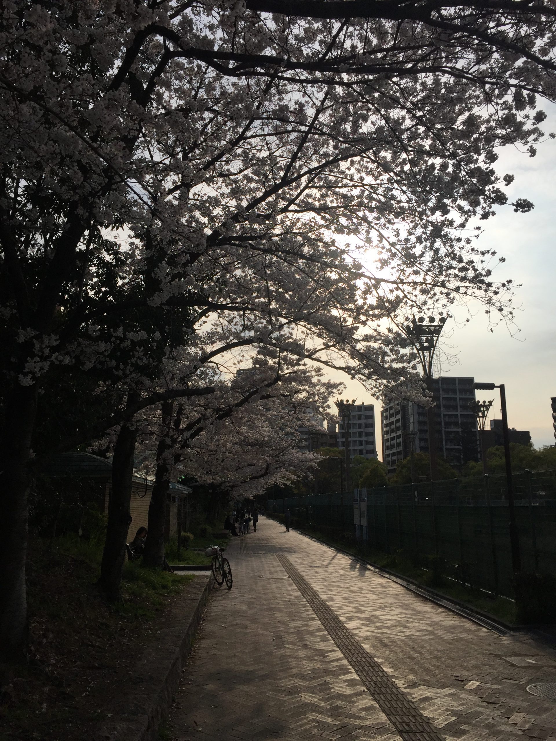 春の陽気とはうらはらに