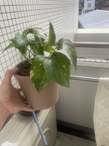観葉植物②
